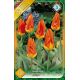 Tulipa Fosteriana - Juan