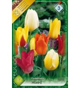 Tulipa Fosteriana - mixed