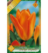 Tulipa Fosteriana - Orange Emperor