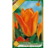 Tulipa Fosteriana - Orange Emperor