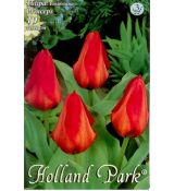 Tulipa Fosteriana - Princeps