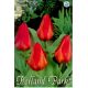 Tulipa Fosteriana - Princeps