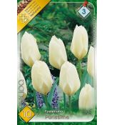 Tulipa Fosteriana - Purissima