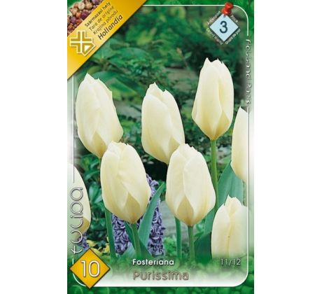 Tulipa Fosteriana - Purissima