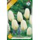 Tulipa Fosteriana - Purissima