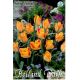 Tulipa Botanical - Batalinii Bronz Charme
