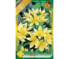 Tulipa Botanical - Tarda