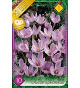 Crocus Autumnflowering - speciosus