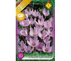 Crocus Autumnflowering - speciosus