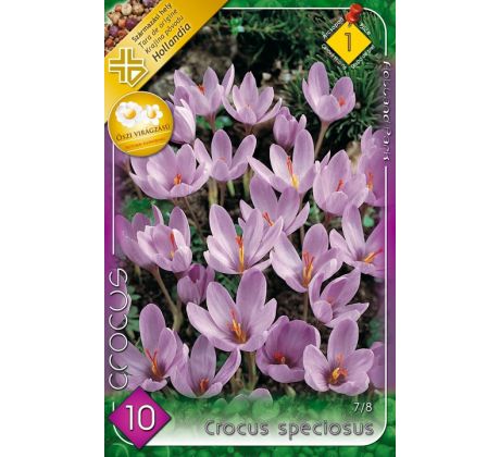 Crocus Autumnflowering - speciosus