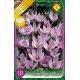 Crocus Autumnflowering - speciosus