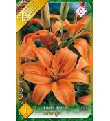 Asiatic lilium - orange-