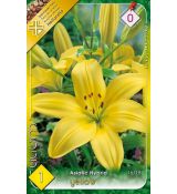 Asiatic lilium - yellow