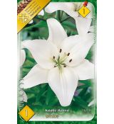 Asiatic lilium- white