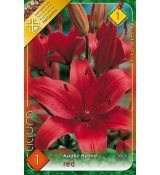Asiatic lilium-  red