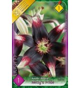 L Lilium - Netty´s Pride