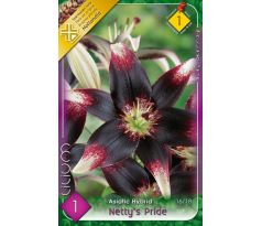 L Lilium - Netty´s Pride