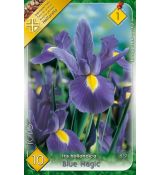 Iris hollandica - Blue Magic