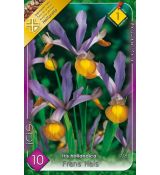 Iris hollandica - Frans Hals