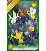 Iris hollandica - mixed