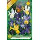 Iris hollandica - mixed