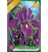 Iris hollandica - Purple Sensation