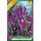 Iris hollandica - Purple Sensation