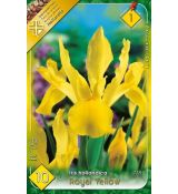 Iris hollandica - Royal Yellow