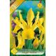 Iris hollandica - Royal Yellow