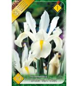 Iris hollandica - White van Vliet