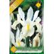 Iris hollandica - White van Vliet