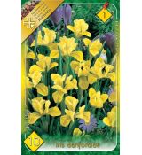 Iris - Danfordiae