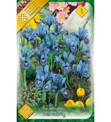 Iris - Reticulata harmony
