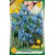 Iris - Reticulata harmony