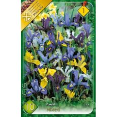 Iris - reticulata mixed
