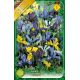 Iris - reticulata mixed