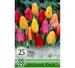 Tulipa Darwin hybrid mixed - 20 ks