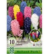 Hyacinthus mixed - 10ks