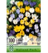 Crocus species mixed 100