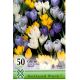 Crocus spring flow. mixed 50