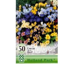 Crocus species mixed 50