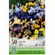 Crocus species mixed 50