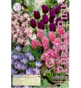 Collection - Purple-pink