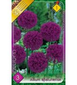 Allium Aflatunense