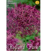 Allium Christophii