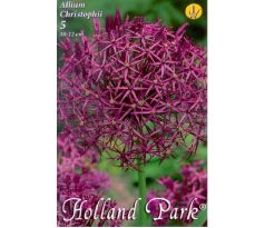 Allium Christophii