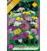 Allium mixed / 25ks v balení