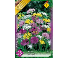 Allium mixed / 25ks v balení
