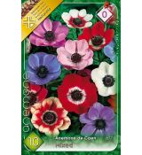 Anemone de Caen - mixed / 10ks v balení