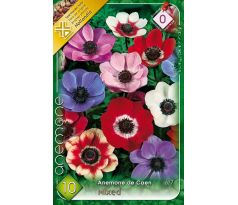 Anemone de Caen - mixed / 10ks v balení